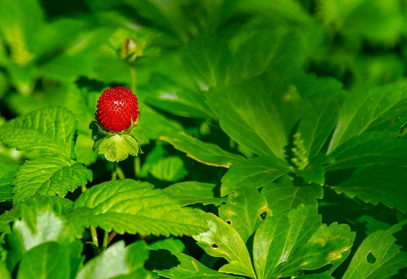 Summer Berries